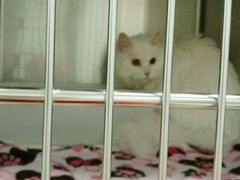 -纳吉亚猫专科动物医院博雅分院