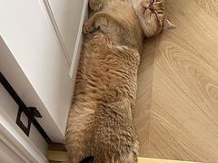 -猫大福·Fortune Cat猫舍(百子湾店)