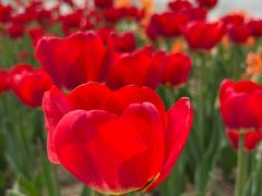 -石家庄市植物园