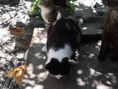 -喵屿·大理花园猫咖