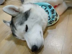 -Husky Go! 哈士奇体验馆·宠物咖啡厅狗咖