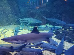 -烟台海昌鲸鲨海洋公园