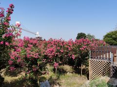 -武汉紫薇都市田园