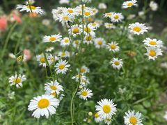 -上海滨江森林公园