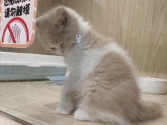 -屋虎猫馆(宝安大仟里店)
