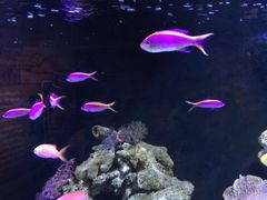 -暹罗海洋世界
