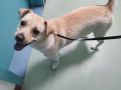 -北京观赏动物医院·24小时大型综合·猫专科·异宠专科