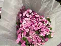 -循礼门鲜花花市(武汉循礼门店)