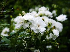 -花开海上生态园
