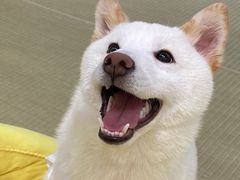 -逗柴咖啡屋·狗咖猫咖宠物桌游