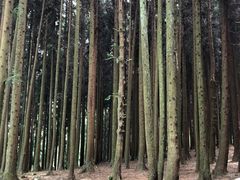 -武陵山森林公园
