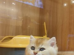 -欣宠猫屋·矮脚拿破仑·蓝金金渐层