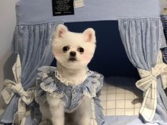 -Double Rui宠物酒店