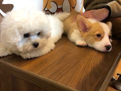 -柯斗斗主题餐厅·狗咖·围炉煮茶·茶饮(国瑞升平里店)