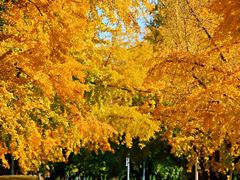 -三里屯东五街银杏大道