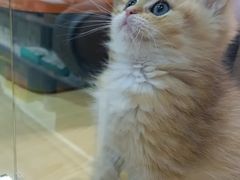 -南京Hallo宠物乐园·哈罗犬舍·柴犬繁育基地