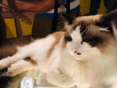 -咖法森林·咖啡  酒吧(天河店)