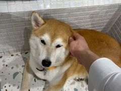 -柴务处·柴犬主题狗咖