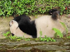 -都江堰中华大熊猫苑