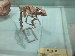 -河南自然博物馆