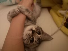 -关爱宠物医院·猫科中心·消化科(滨湖万达分院)