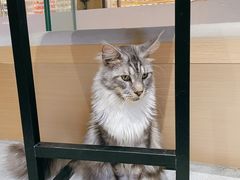 -瞄一喵猫咖(格力海岸店)