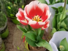 -龙大花卉苗木市场