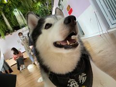 -Husky Go! 哈士奇体验馆·宠物咖啡厅狗咖