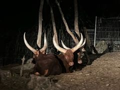 -清迈夜间动物园