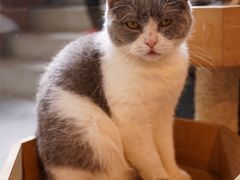 -more than meow吴止猫主题餐厅(承德 中船汇店)