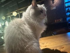 -故遥酒馆.赛事直播