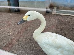 -青藏高原野生动物园