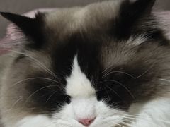 -中农国际动物医院24小时·猫科·骨科·急重症中心