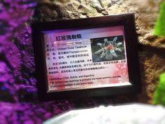 -上海大自然野生昆虫馆(东方明珠·爬宠昆虫探索中心)