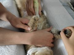 -瑞派雷欧宠物医院·24h夜诊·心脏骨科牙科·全科重症转诊中心(无影山店)