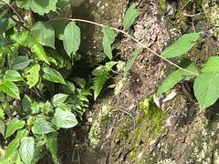 -石台牯牛降景区