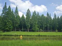 -黄海国家森林公园