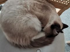 -共舞时光猫咖·狗咖(新街口店)