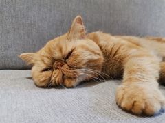 -猫和宫(六道口店)
