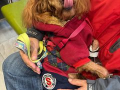 -北京派仕佳德动物医院·超导核磁·CT·神经科·骨科·内外科·急重症管理中心