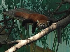 -西霞口神雕山野生动物世界