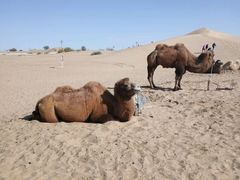 -亿利库布其七星湖沙漠生态旅游区