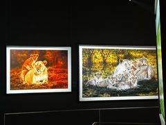 -罗红摄影艺术馆