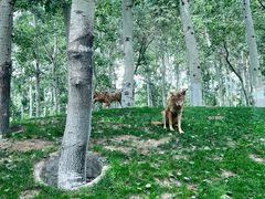 -北京野生动物园