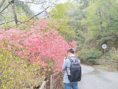 -木兰云雾山