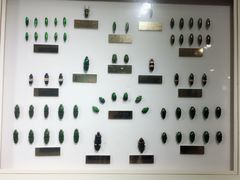 -上海昆虫博物馆