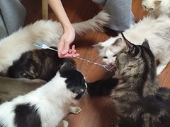 -楼上猫咖(罗湖店)