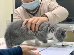 -宠物星动物医院·眼科·异宠·猫科(江南大道总院)