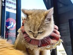 -怪兽屋·羊驼·猫咖·狗咖(俊华广场店)