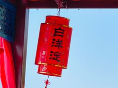 -荷花大观园